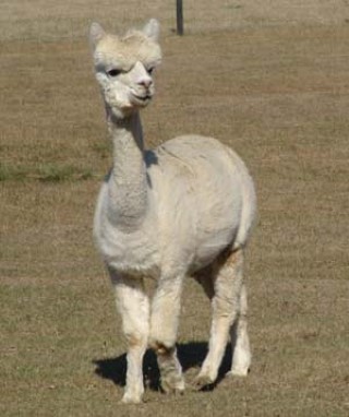 Alpaca For Sale - RF Lady Gwendolyn at Alpacas of Royalwood Farm